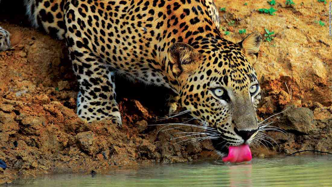 Sri Lanka plans new leopard conservation project